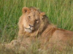 KENIA. Cruda y bella vida