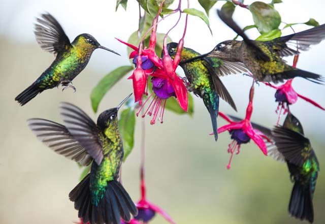 costa rica conferencia P3