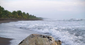 Costa Rica vuelta a la actividad desove de tortugas