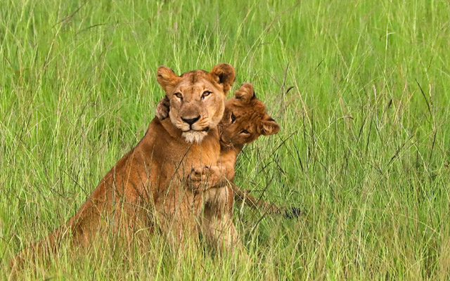 Uganda_Queen E_leona con cría