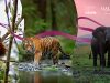 Qatar Airways y United for Wildlife, juntos para proteger la fauna salvaje Qatar Airways y United for Wildlife