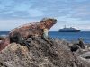 GALÁPAGOS CON HURTIGRUTEN. Con el viento a favor Española_iguana-c-Andrea_Klaussner