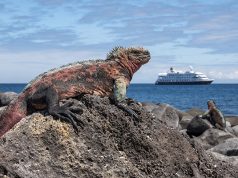 GALÁPAGOS CON HURTIGRUTEN. Con el viento a favor Española_iguana-c-Andrea_Klaussner