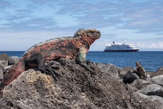 GALÁPAGOS CON HURTIGRUTEN. Con el viento a favor Española_iguana-c-Andrea_Klaussner