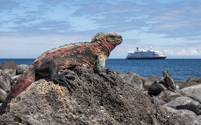 Iguana en la Isla Española Española_iguana-c-Andrea_Klaussner