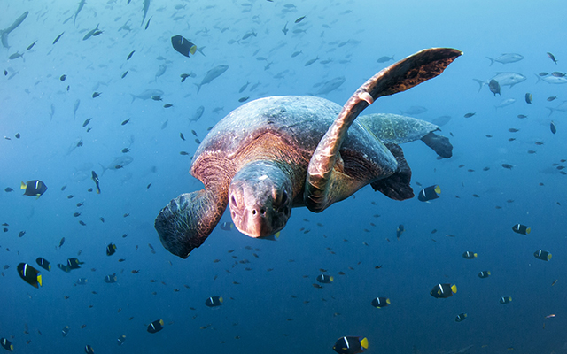Diving in Daphne Menor, Santa Cruz Island, Galapagos, Ecuador