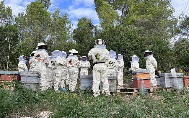 Smart Green Bees - LG iryo